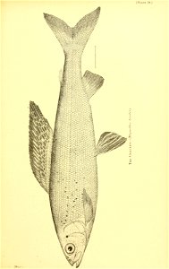 n566_w1150