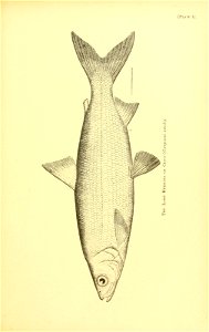 n562_w1150