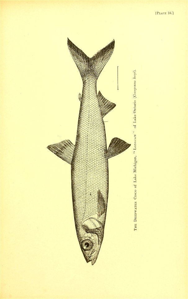 n560_w1150