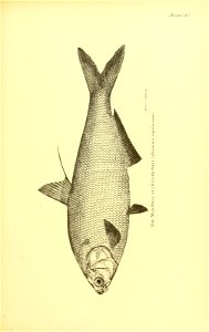 n554_w1150