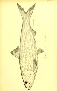 n552_w1150