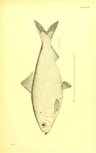 n550_w1150