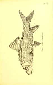 n538_w1150