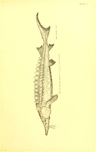 n524_w1150