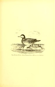 n454_w1150