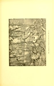 n458_w1150