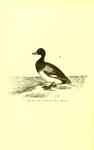 n435_w1150