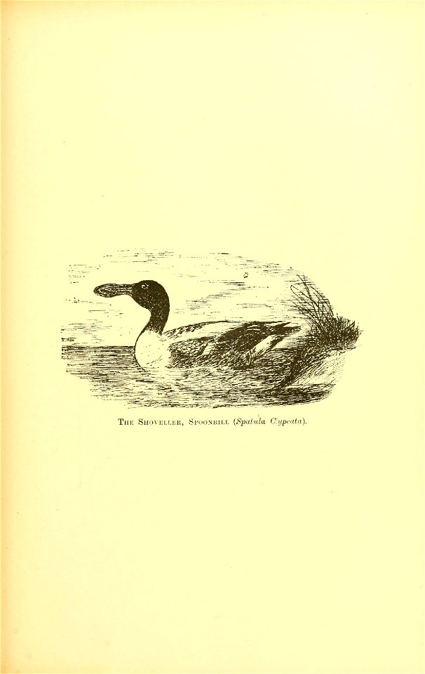 n426_w1150