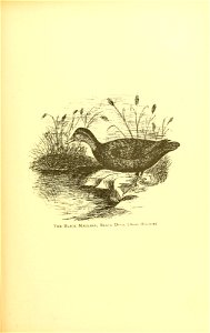 n418_w1150