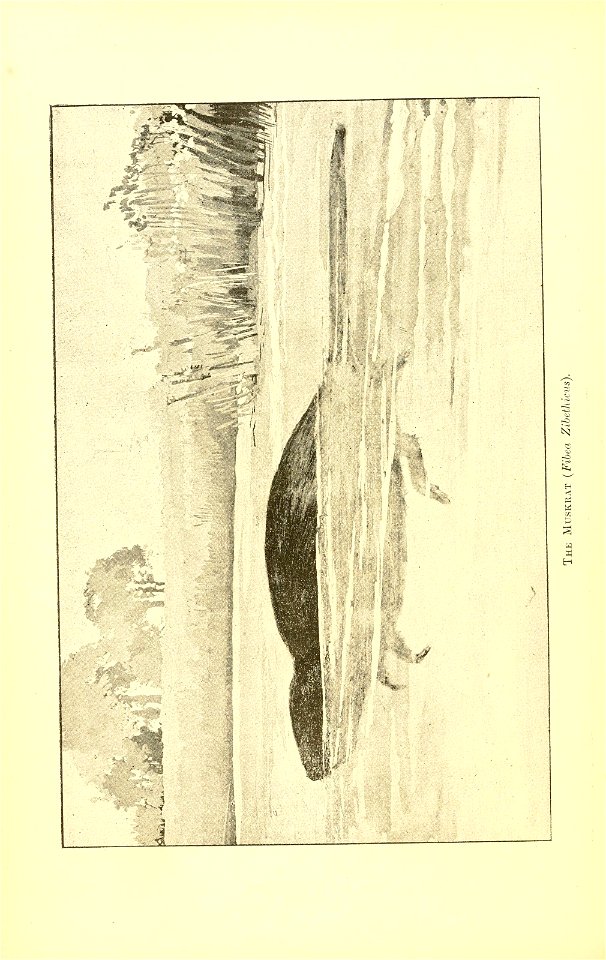 n363_w1150