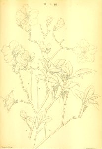 n356_w1150