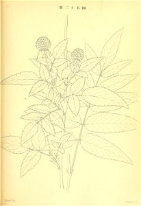 n196_w1150