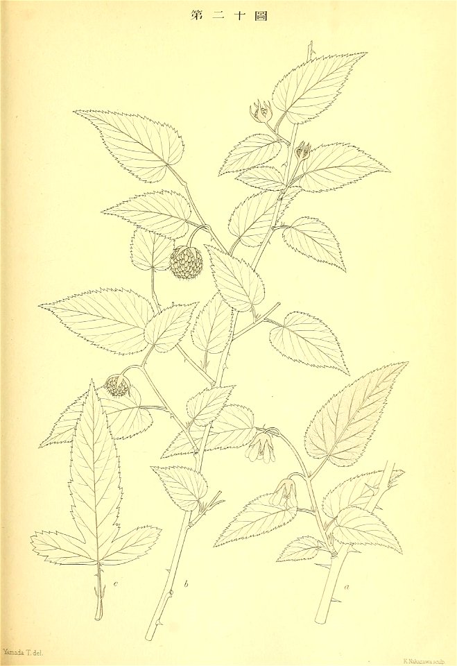 n176_w1150