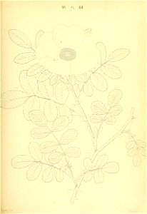 n126_w1150