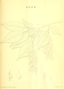 n196_w1150