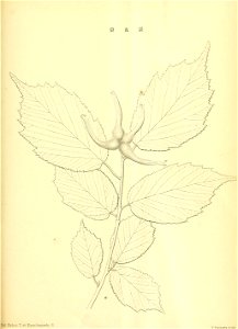 n168_w1150