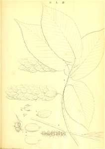 n176_w1150