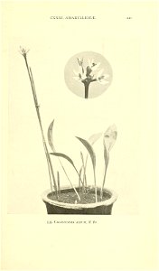 n586_w1150