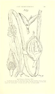 n556_w1150