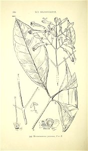 n397_w1150