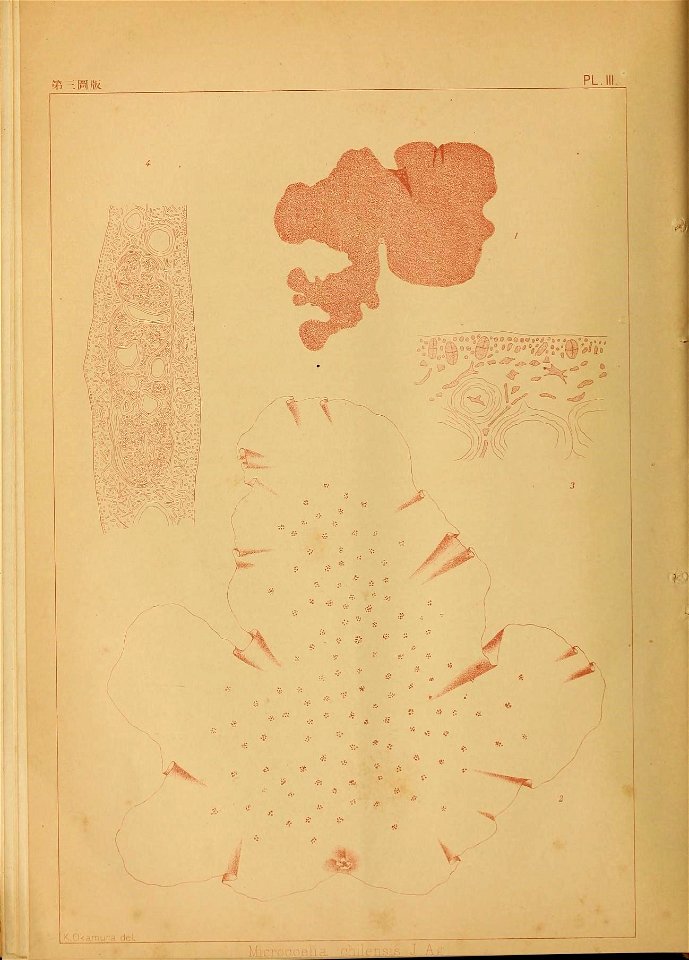 n33_w1150