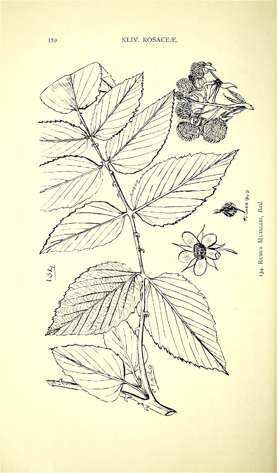 n191_w1150