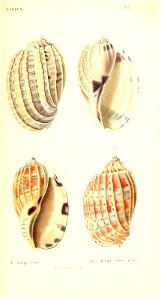 n338_w1150
