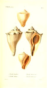 n292_w1150