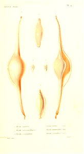 n158_w1150