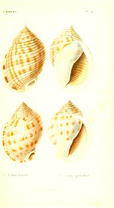 n100_w1150