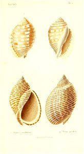 n36_w1150