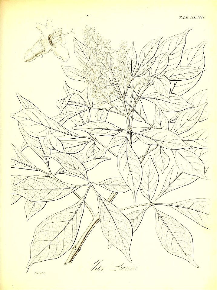 n594_w1150