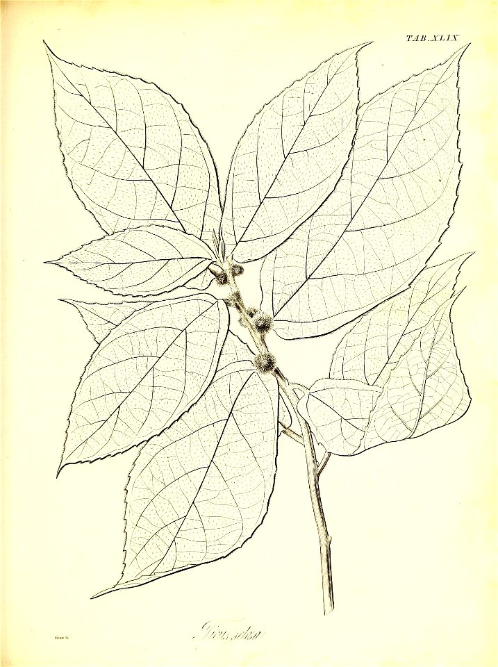 n596_w1150