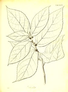 n596_w1150