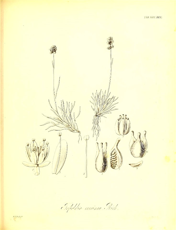 n556_w1150