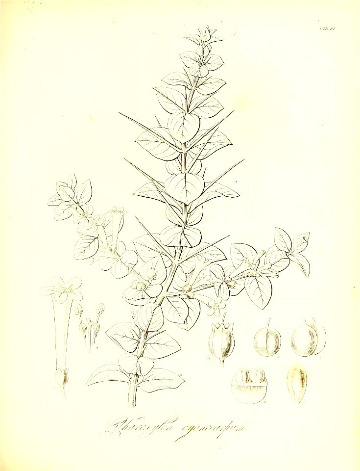 n518_w1150