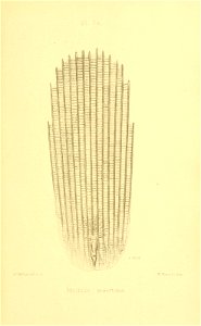 n438_w1150