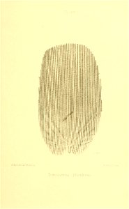 n418_w1150