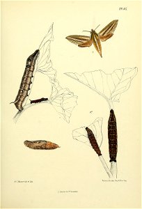 n202_w1150