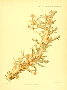 n452_w1150