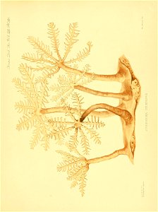 n448_w1150