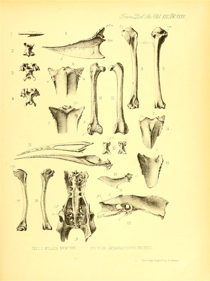 n382_w1150