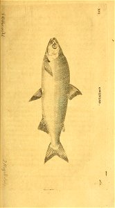 n344_w1150
