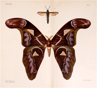 n452_w1150