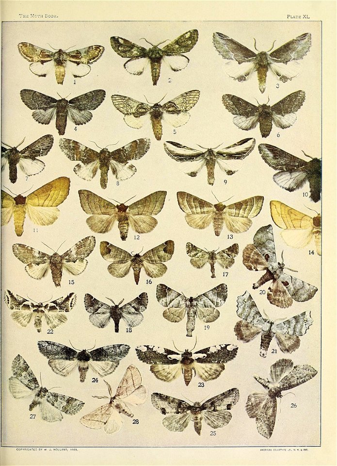 n1080_w1150