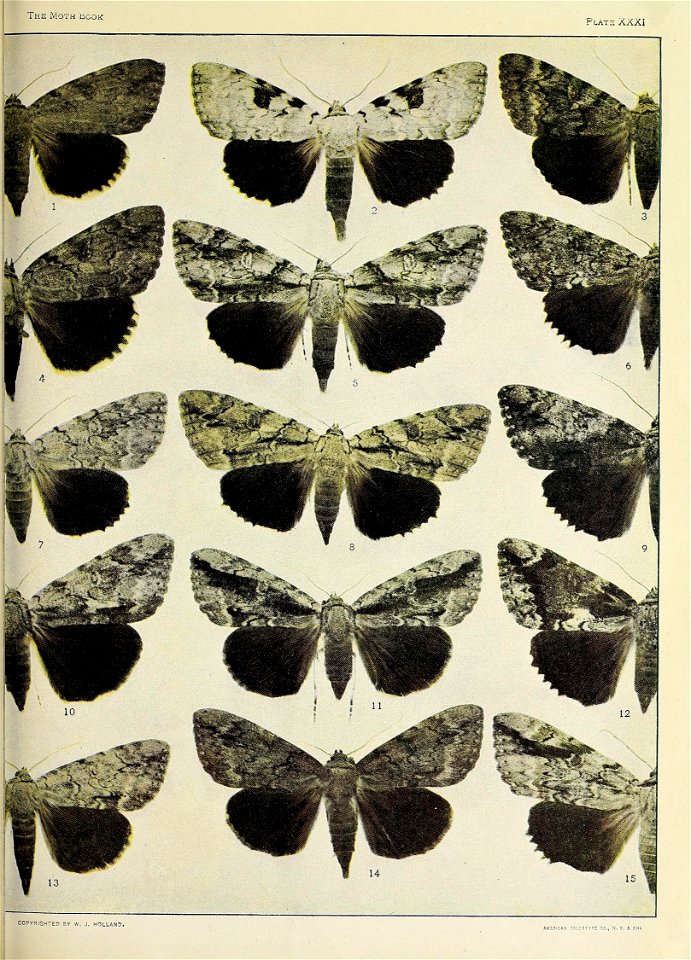 n1006_w1150