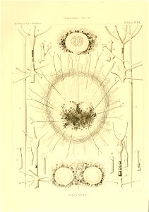 n58_w1150