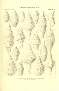 n452_w1150
