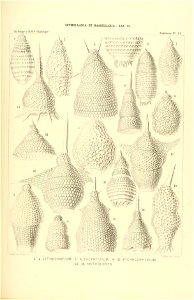 n448_w1150