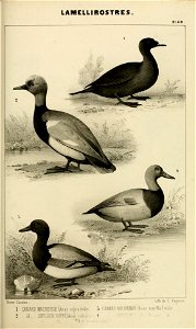 n176_w1150